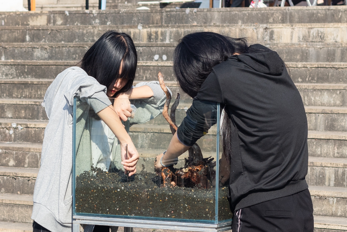 必赢net线路同学共同协作进行水族造景大赛(学通社记者 吴奕彤 摄) 必赢net线路同学共同协作进行水族造景大赛(学通社记者 吴奕彤 摄)